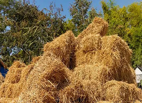 تصویر 3 از خرید و قیمت خوراک دام کرمان + فروش صادراتی